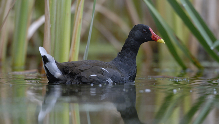 Wetlands International : comptage européen des oiseaux d'eau hivernants